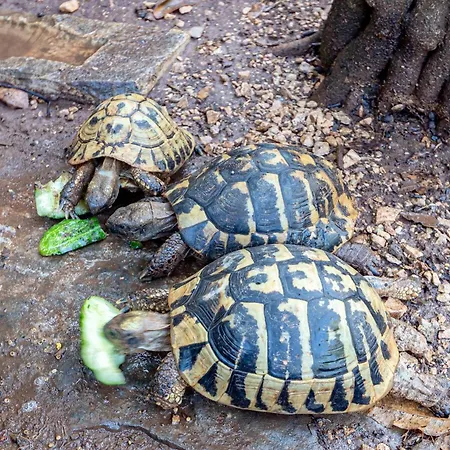 Tri Zala 9237a * Zrnovo